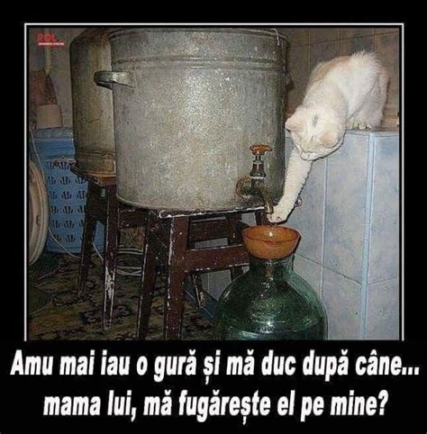 Pin by Me Samira on Glume si citate hazlii românești Funny cats and