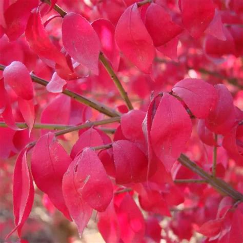 Compacta Burning Bush Euonymus Alatus Compactus Garden Center Point