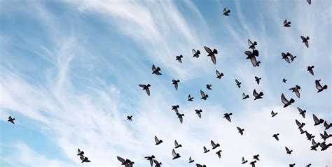 What Is a Group of Birds Called? It’s Not Just a Flock