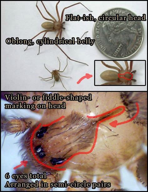 Emsk Identify Brown Recluse Spiders By The Violin Shape On Their Head And 3 Pairs Of Eyes R