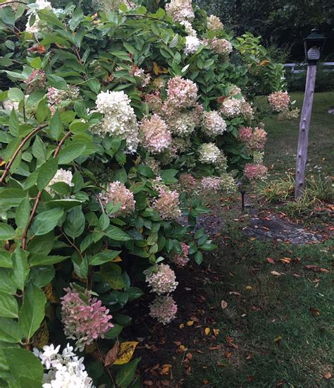 Fine Gardening - This spring my panicle hydrangea shrub... | Facebook