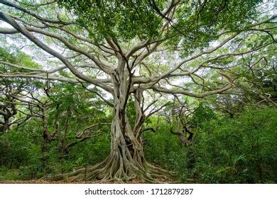 5,375 Intertwined Trees Images, Stock Photos & Vectors | Shutterstock