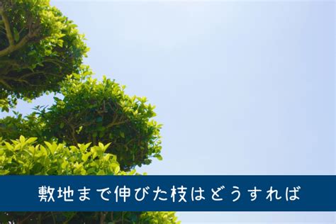 隣から木の枝が伸びてきた、切っちゃっていいの？ 貸物件豆知識 お役立ち情報 松野不動産