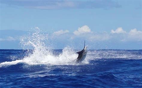 Costa Rica Sports Fishing Vacations Guide Travel Excellence