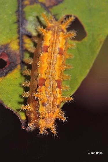 Spiny Oak Slug Moth Caterpillar Euclea Delphinii Bugguidenet