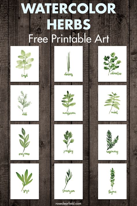 Free Printable Watercolor Herbs Art Rose Clearfield