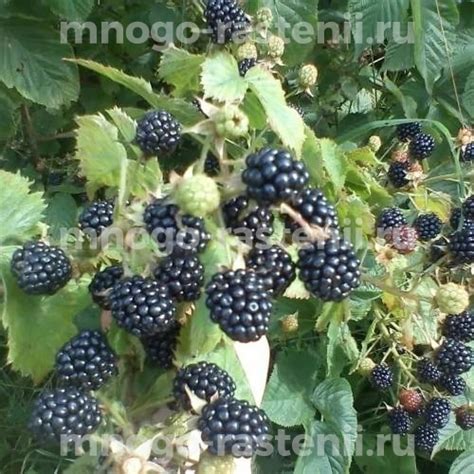 Саженцы Ежевика Агавам купить по цене 950 руб. в Москве с доставкой из ...