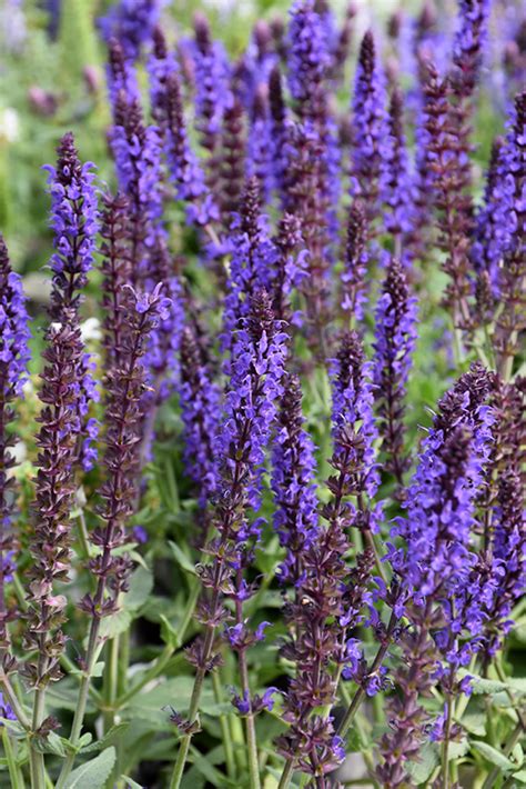 Lyrical Blues Meadow Sage Salvia Nemorosa Balyriclu In Fayetteville