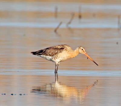 David Mcdonald Photography Bulletin Miscellaneous Birds