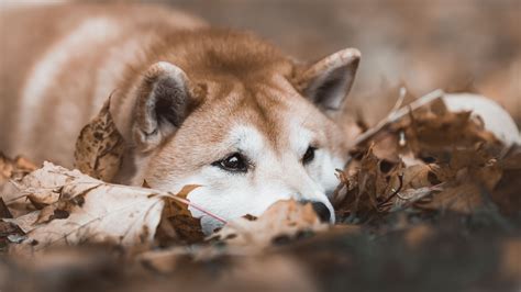 Shiba Inu Toplulu U Etf Ba Vurusu In Grayscale E Dilek E G Nderdi