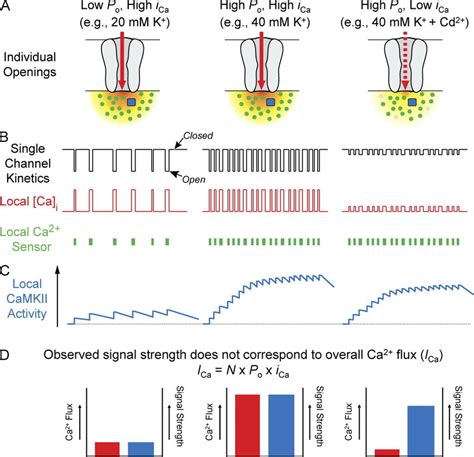 Model Of Local Cam Saturation And Frequency Dependent Camkii