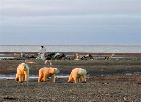 Trump Weighs Arctic National Wildlife Refuge Oil Drilling In Alaska