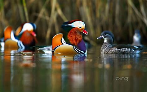 Mandarin Ducks Wallpapers Wallpaper Cave