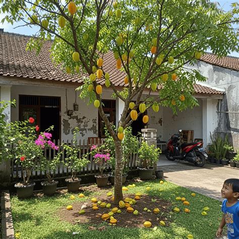 rekomendasi tanaman buah  cocok  depan rumah