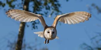 離陸、沈んだ、飛ぶ、取る、オフ、鳥、自然 | Pikist