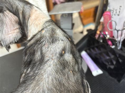 Puppy - Huge shoutout to Silvi and Lisa Maria from Second Chance for