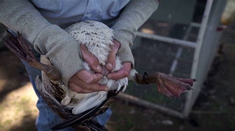 How To Tell The Difference Between A Goose And A Gander Vent Sexing Youtube