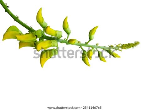 Categor A Indian Woman Pussy De Fotos Im Genes E Ilustraciones Shutterstock