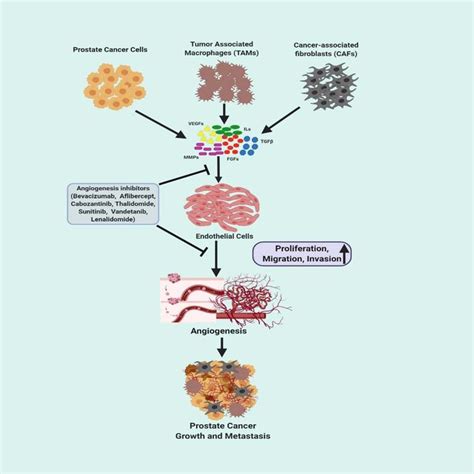 Schematic Diagram Of The Role Of Angiogenic Growth Factors In Prostate