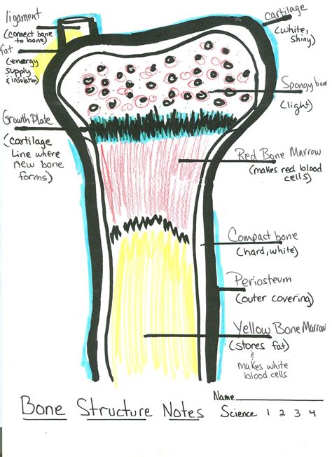 Student Drawn Bone Diagram Basic Anatomy And Physiology Human Bones