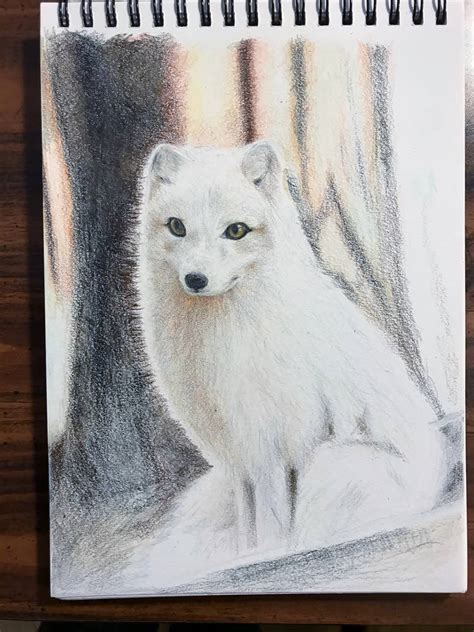 Arctic Fox [Ref Drawing] by TKH-Arts on DeviantArt