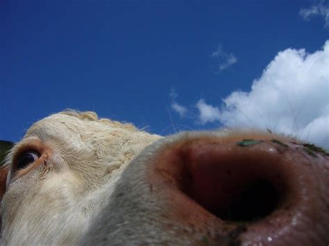 Cow Tongue Stock Photos, Images and Backgrounds for Free Download