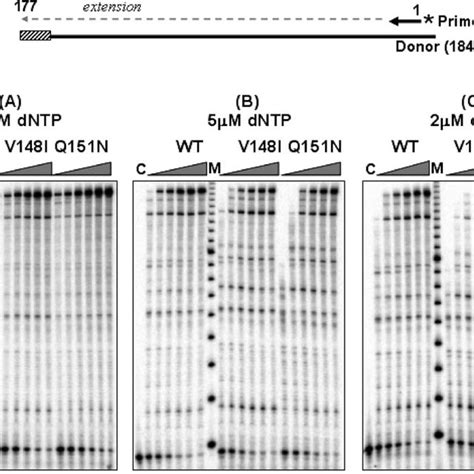 DNTP Concentration Dependent Reverse Transcription Activity Of HIV 1 RT