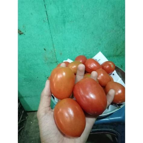 Jual TOMAT MERAH SEGAR 1KG Shopee Indonesia