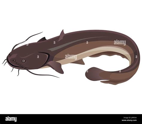 Vector Illustration Of A Big Freshwater Catfish Stock Vector Image