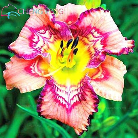 Blue Lily Flower Seeds 100pcs OutletTrends.com Free Shipping Up to 70% OFF