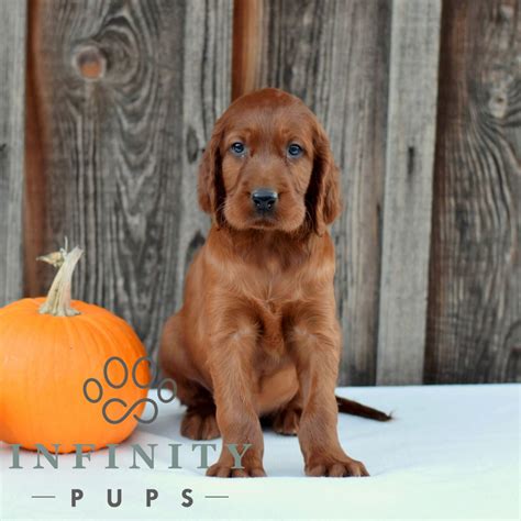 Irish Setter Puppies For Sale Infinity Pups