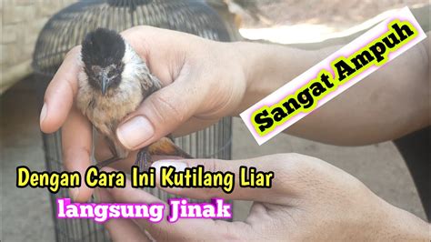 Cara Menjinakkan Kutilang Liar Menjinakkan Burung Kutilang Jantan