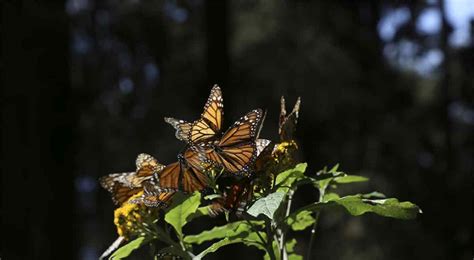 Abren Santuarios De Mariposa Monarca En Edomex Y Michoac N