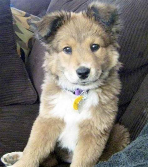 Husky Golden Retriever Mix Price