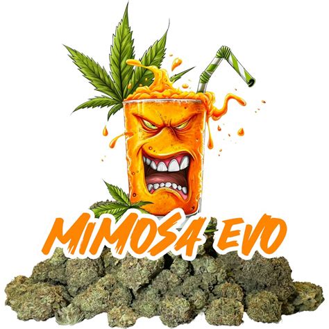 Mimosa Evo Cannabis Strain Weed Delivery Ogth