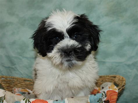 Teddy Bear Dog Male Black And White 3859560 Petland Dalton