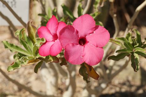 Adenium obesum cv.