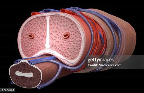 Male Reproductive Organ High Res Illustrations - Getty Images
