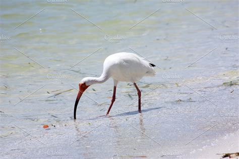 White Ibis on Florida Beach | Nature Stock Photos ~ Creative Market