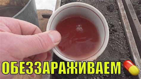 Обеззараживание почвы для рассады. - YouTube