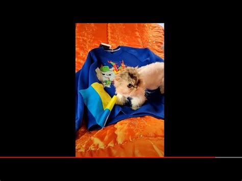 Распаковка худи с котом. Сорри за задержку с публикацией видео) - YouTube