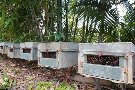 Raising Honey Bees Honey Bees Raising Plants Photo Bees Plant