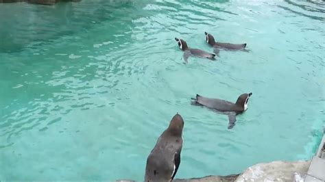 Пингвины гуляют и плавают на улице 13.09.2022 - YouTube