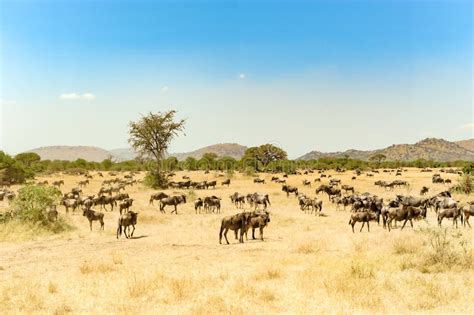 Wildebeests at Great Migration Time in Serengeti, Africa, Hundrets of ...