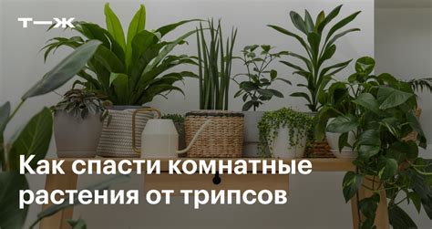 Трипсы на комнатных растениях: как выглядят, как бороться