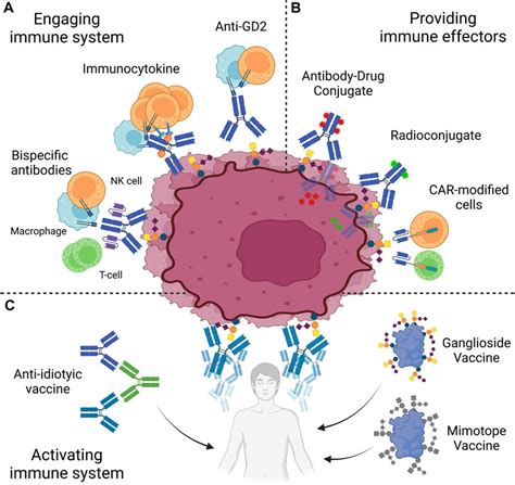 Frontiers Biology Of Gd2 Ganglioside Implications For Cancer