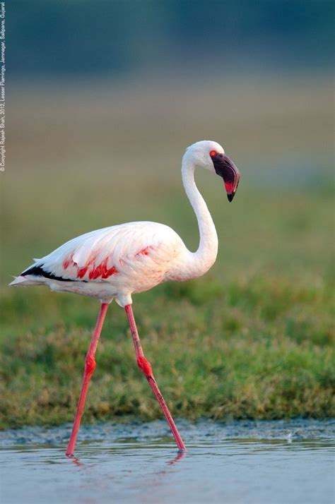 Lesser Flamingo Phoeniconaias Minor Sub Saharan Africa Beautiful