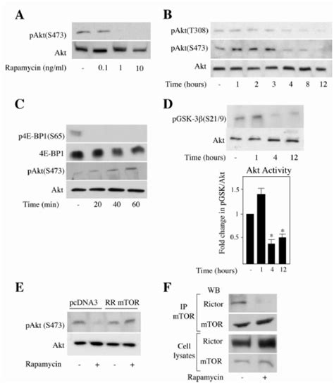 Inhibition of Akt phosphorylation and Akt activity by rapamycin ... 