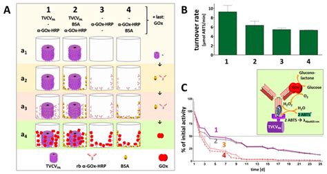 Antibody Mediated Immobilization Of The Bi Enzyme Cascade GOx HRP In