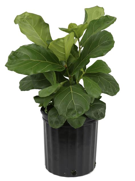 Costa Farms Indoor Fiddle Leaf Ficus Lyrata House Plant In Pot